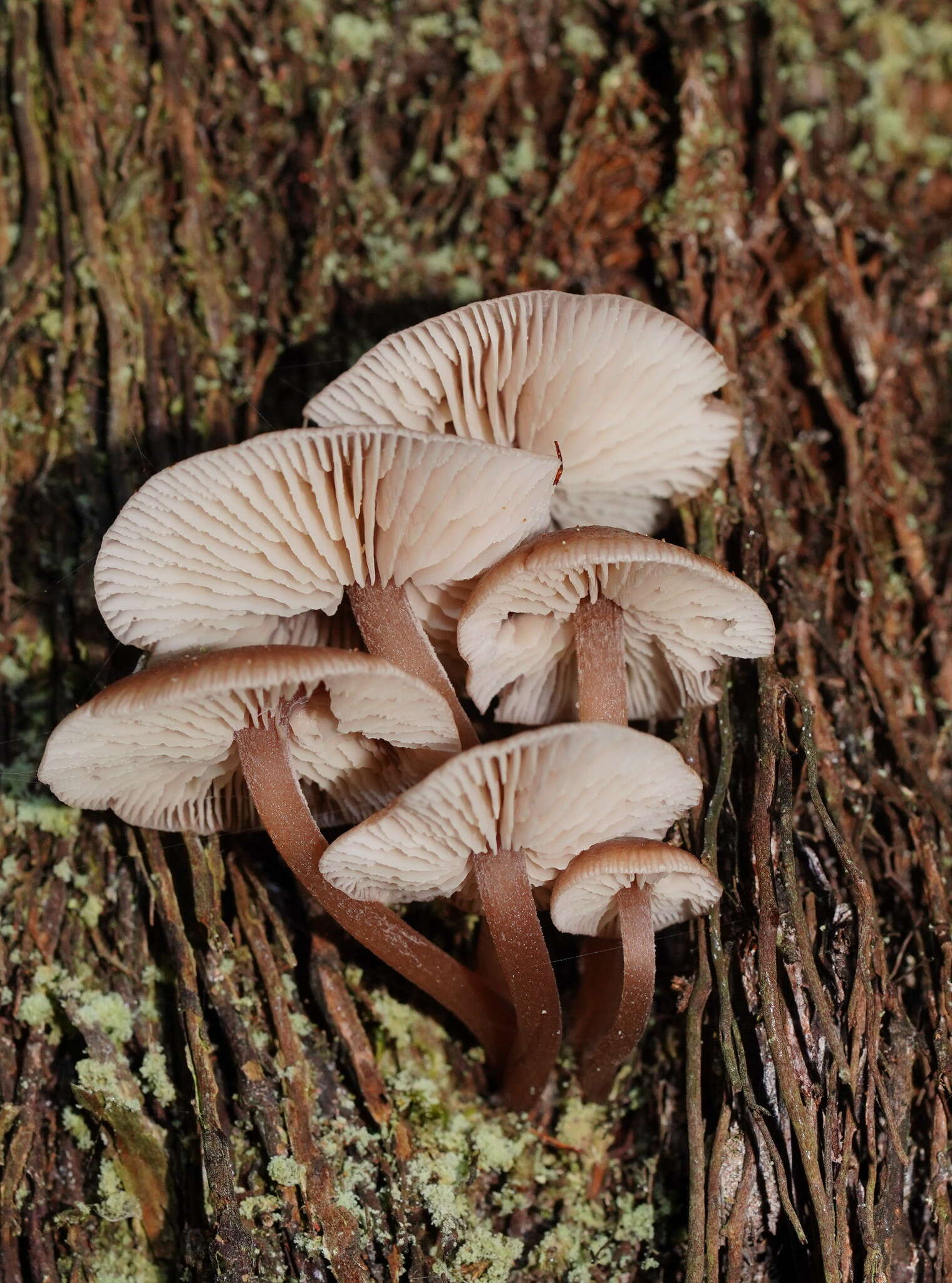 Image of Lentinellus tasmanicus R. H. Petersen 2004