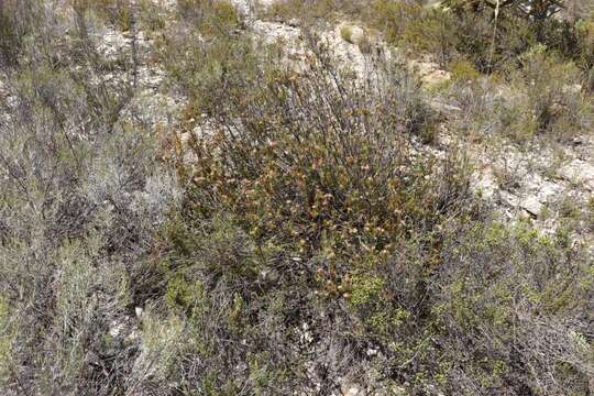 Image of Leucospermum royenifolium (Salisb. ex Knight) Stapf