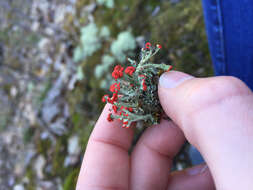 Слика од Cladonia cristatella Tuck.