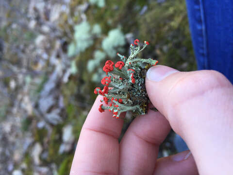 Imagem de Cladonia cristatella Tuck.