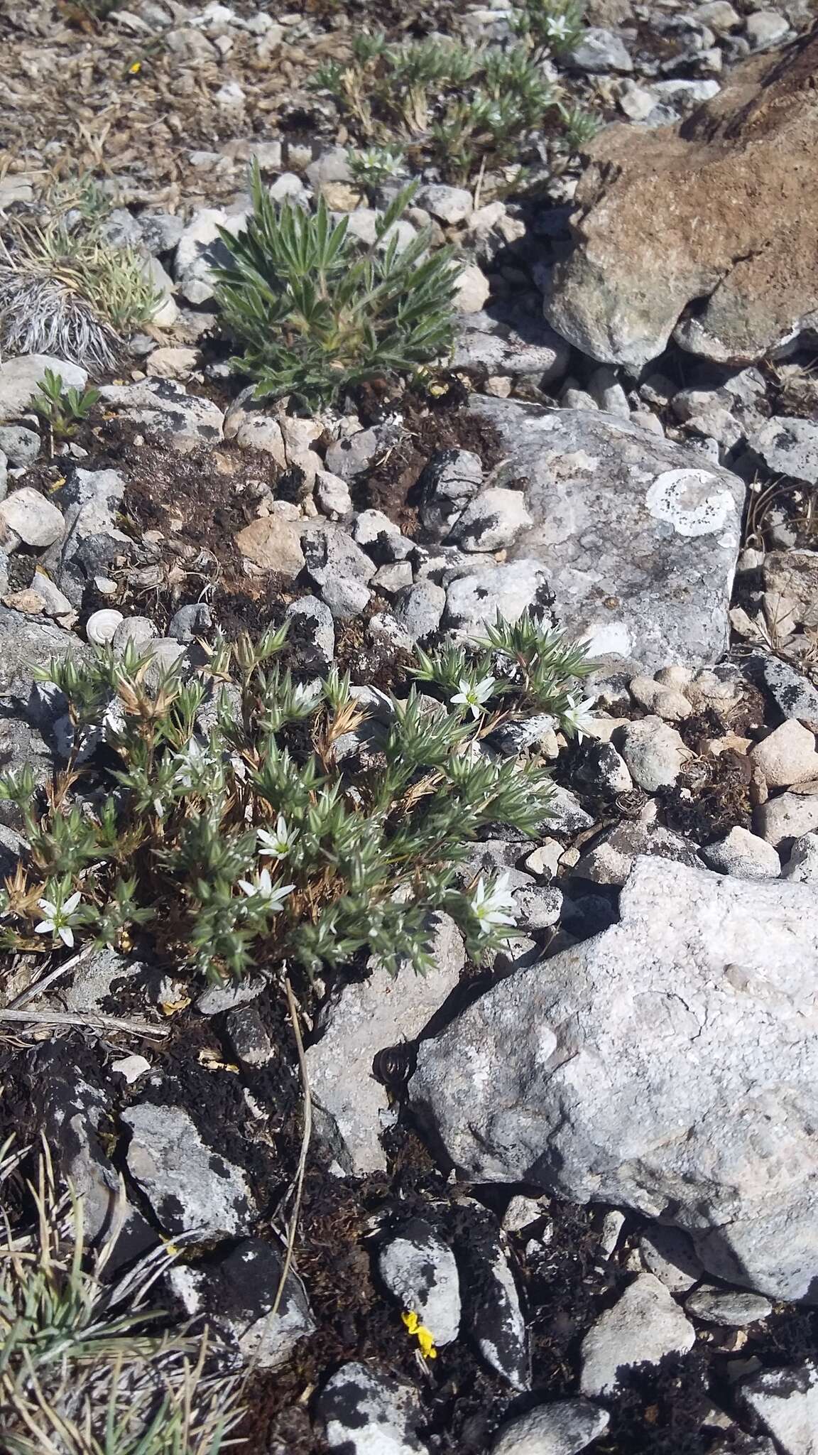 Image of Minuartia glomerata (M. Bieb.) Degen