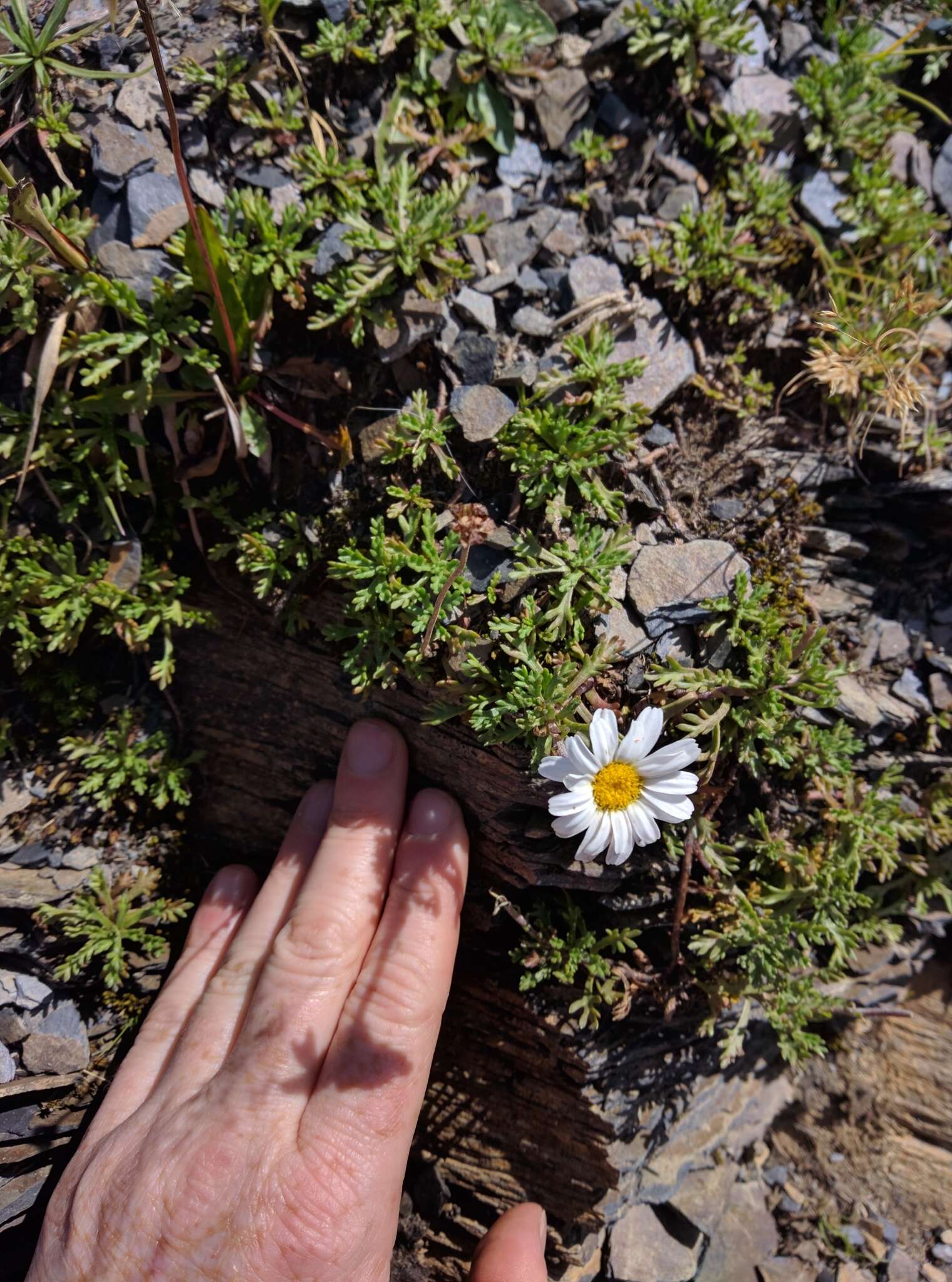 Image of Leucanthemopsis