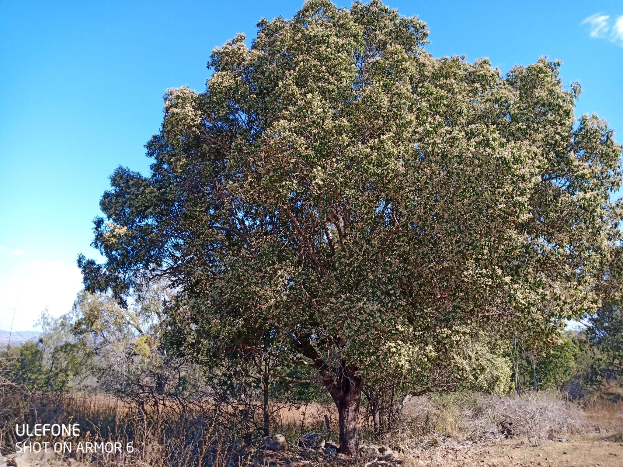 Geijera salicifolia Schott的圖片