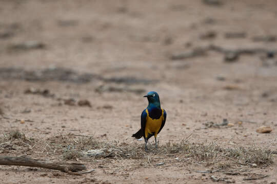 Image of Golden-breasted Starling