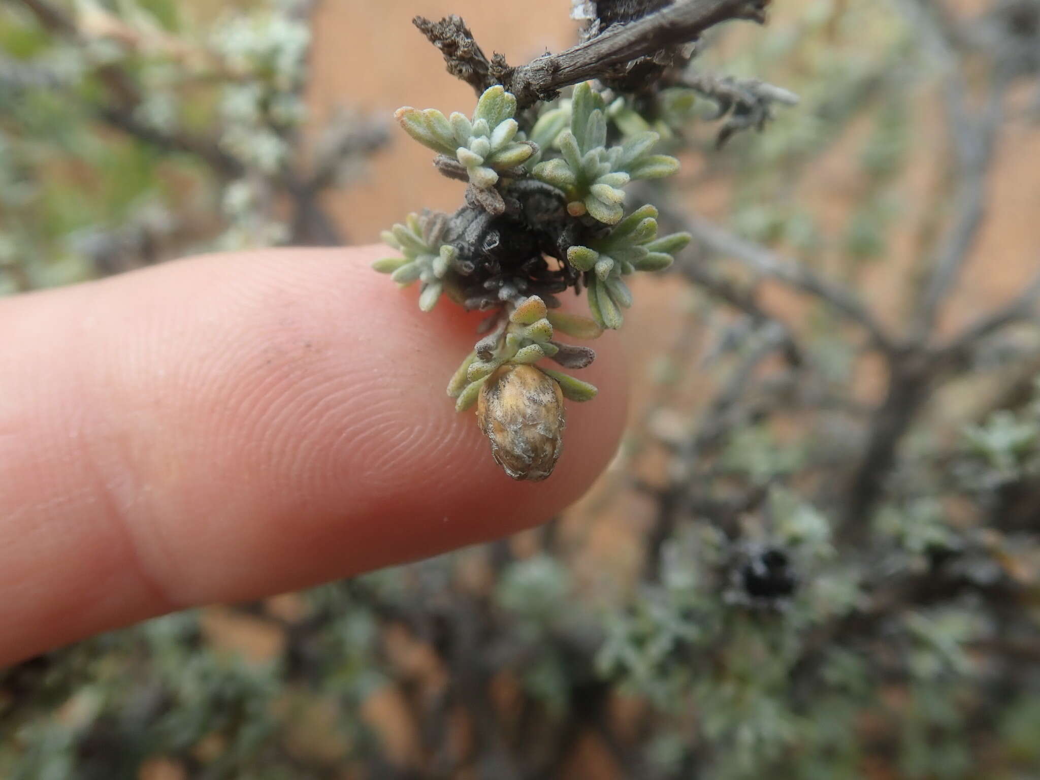 Image of Oedera humilis (Less.) N. G. Bergh