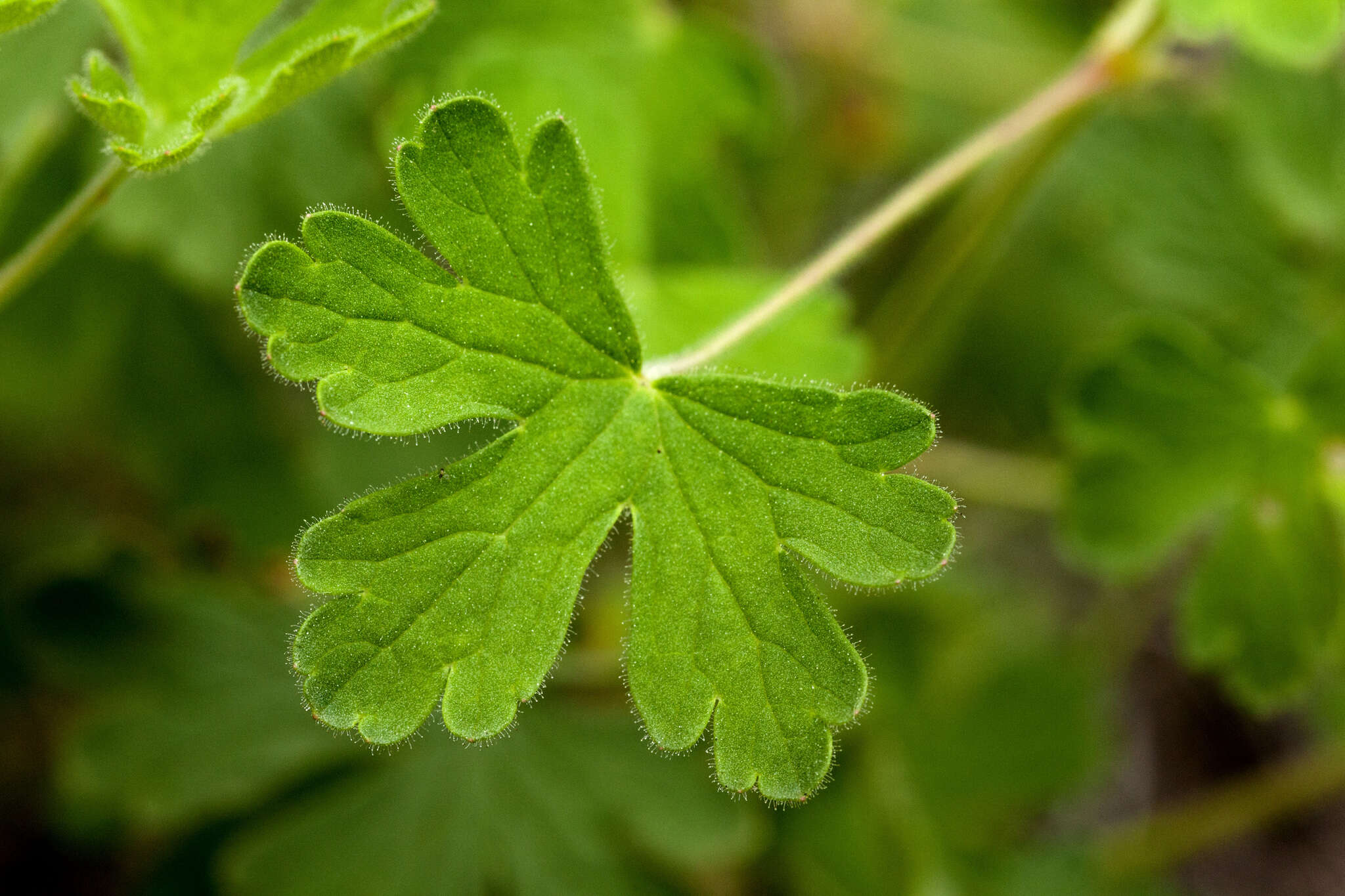 Sivun Geranium lentum Wooton & Standl. kuva