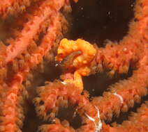 Image of Denise's Pygmy Seahorse