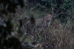 Image of Indian leopard