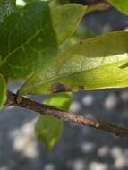 Image of Sphaerulina azaleae (Voglino) Quaedvl., Verkley & Crous 2013