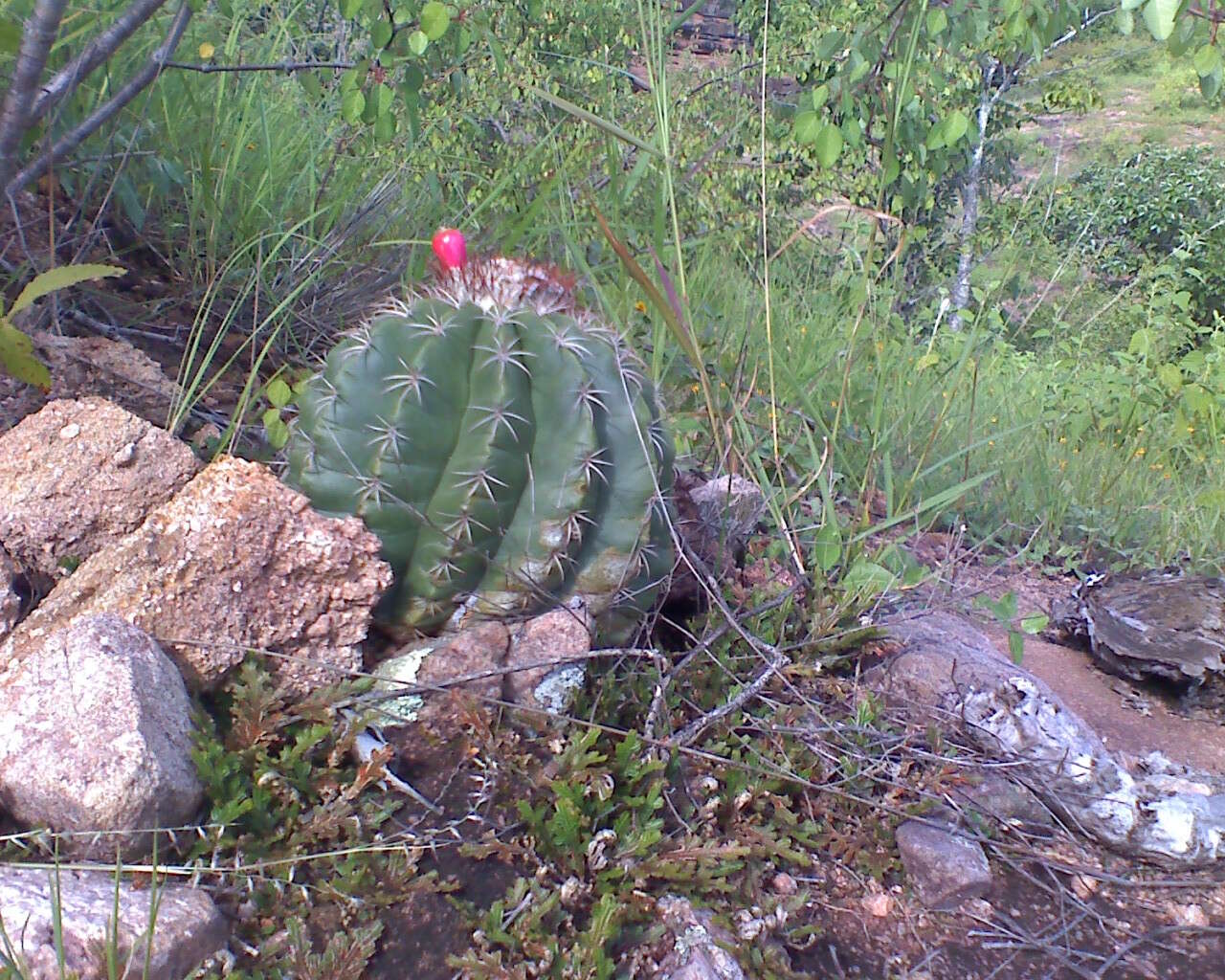 Image of Melocactus curvispinus subsp. curvispinus