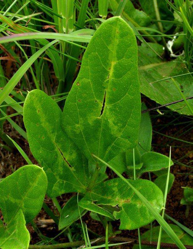 Image of blackeyed pea