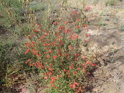 Image of scarlet larkspur