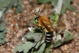 Image of Caupolicana yarrowi (Cresson 1875)