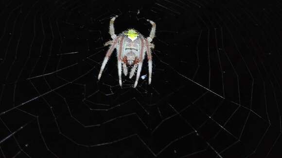 Image of Tropical Orb Weaver