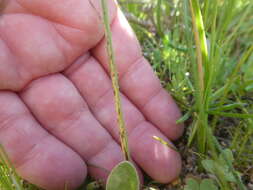 Image of Hesperantha pilosa (L. fil.) Ker Gawl.