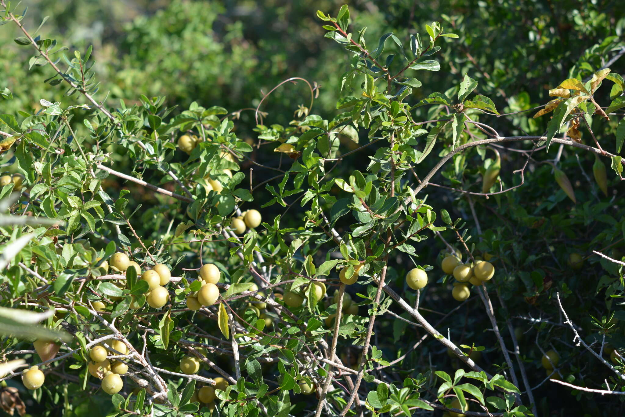 Diospyros intricata (A. Gray) Standl.的圖片