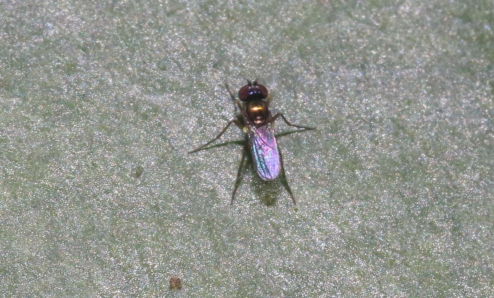 Image of Longlegged fly