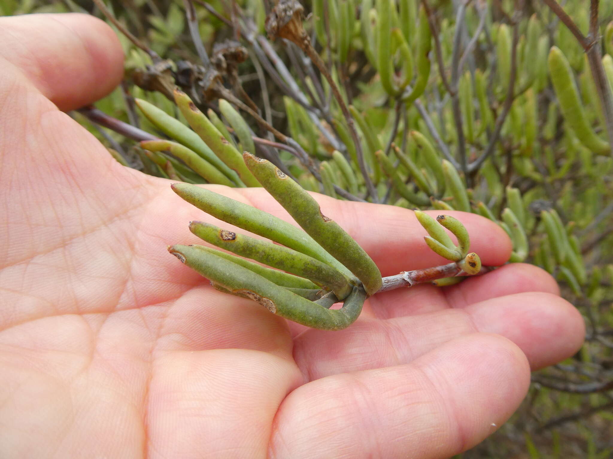 Image of Lampranthus stipulaceus (L.) N. E. Br.