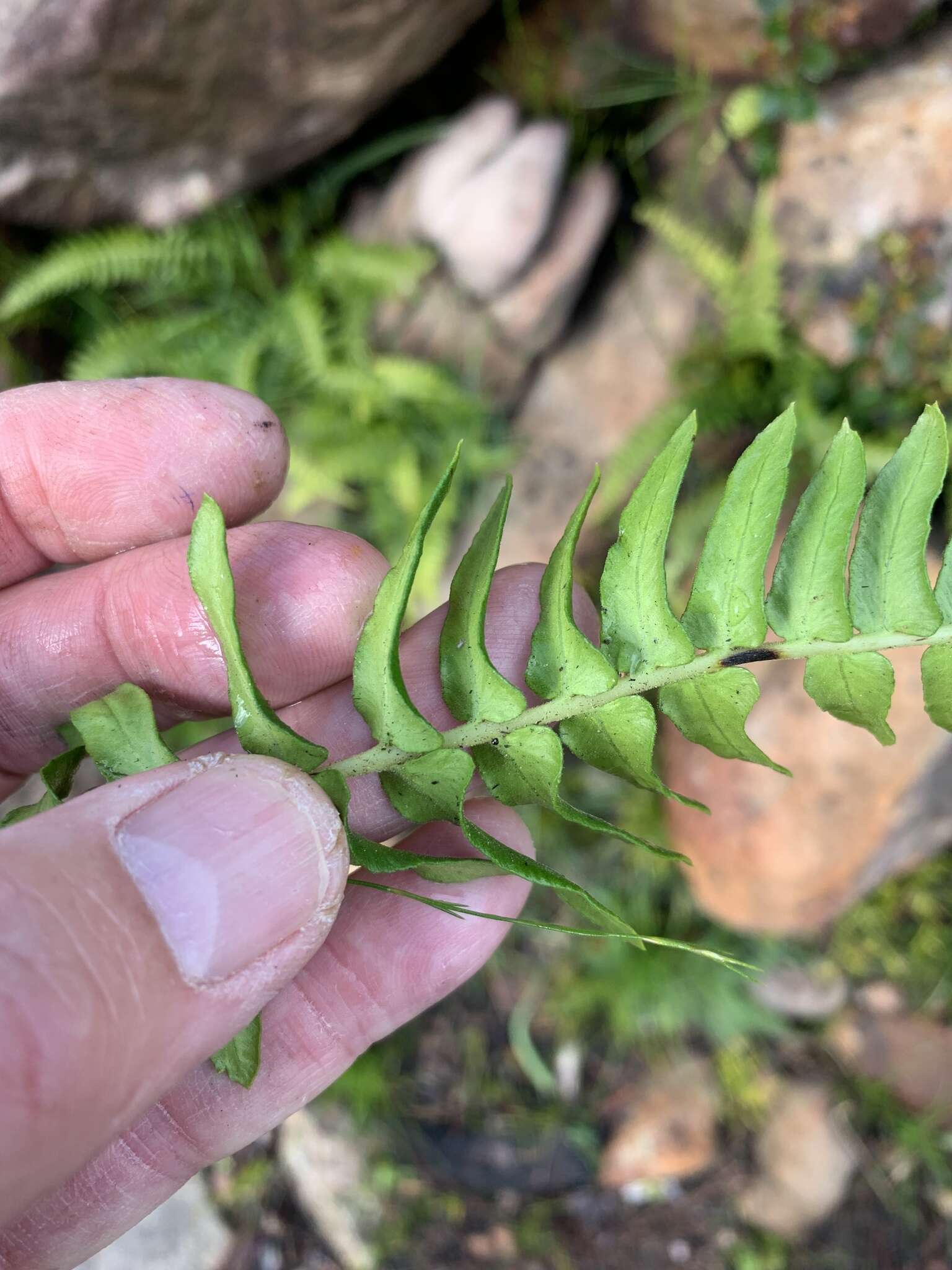Image of Glossy Deer Fern