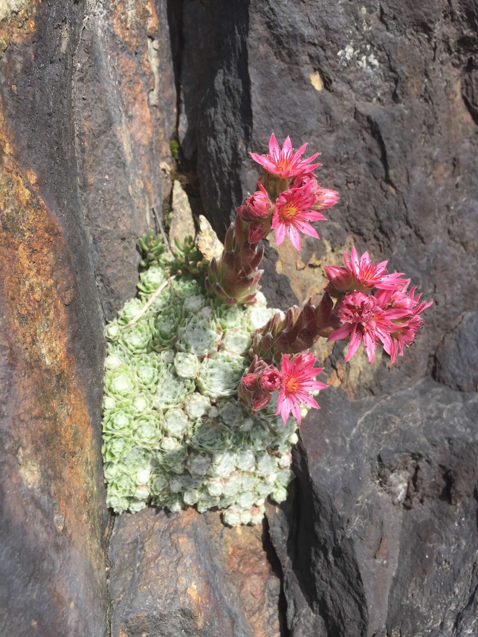 Image of Sempervivum arachnoideum subsp. tomentosum (C. B. Lehm. & Schnittspahn) Schinz & Thell.