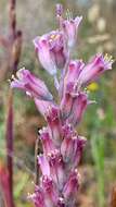 Image of Lachenalia salteri W. F. Barker