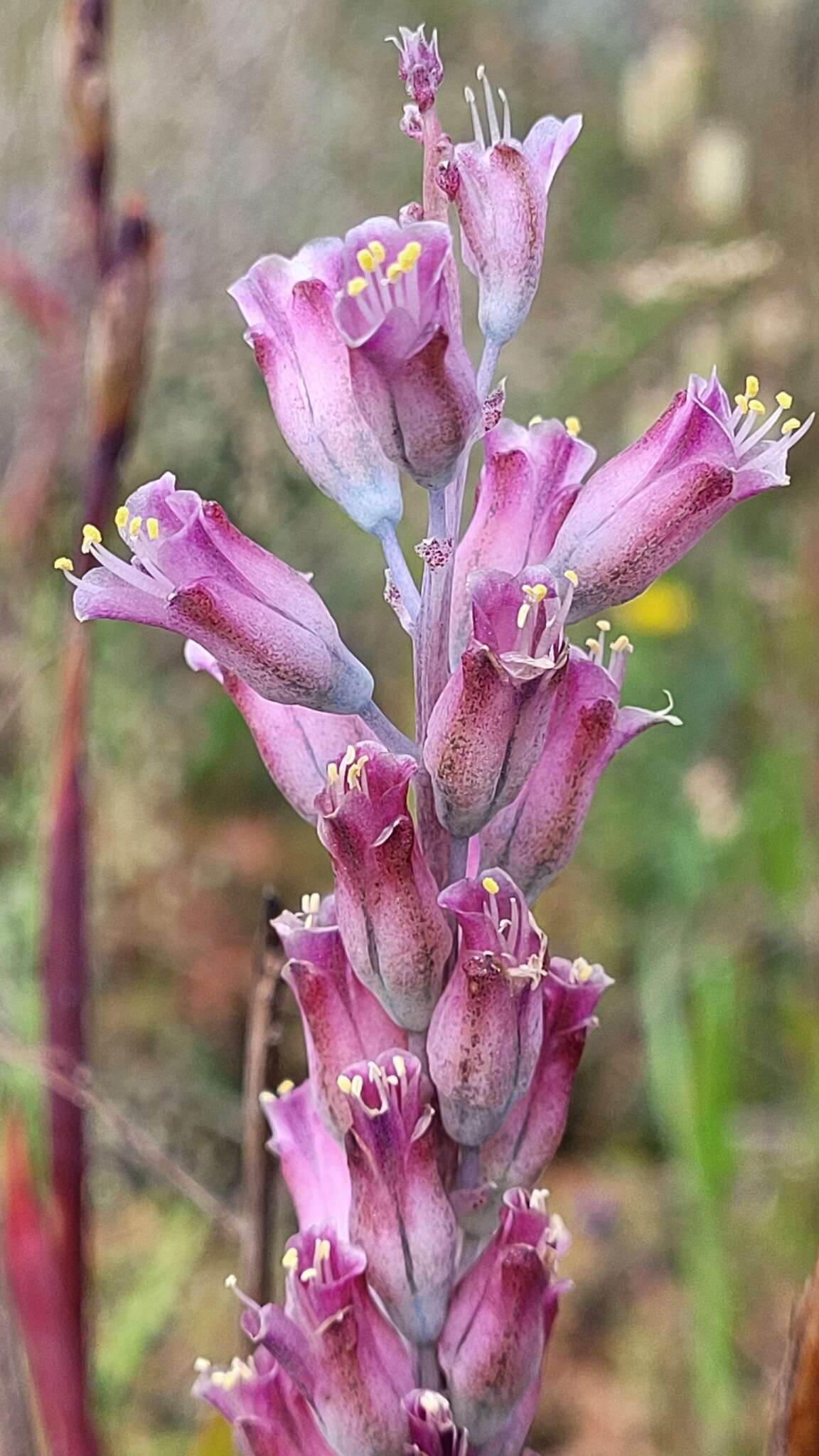 Image of Lachenalia salteri W. F. Barker