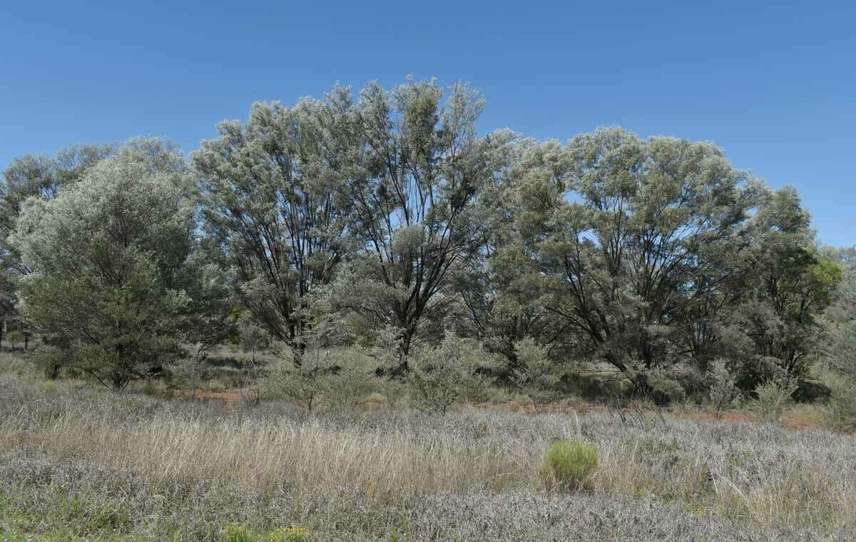 Image of Acacia aneura var. major Pedley