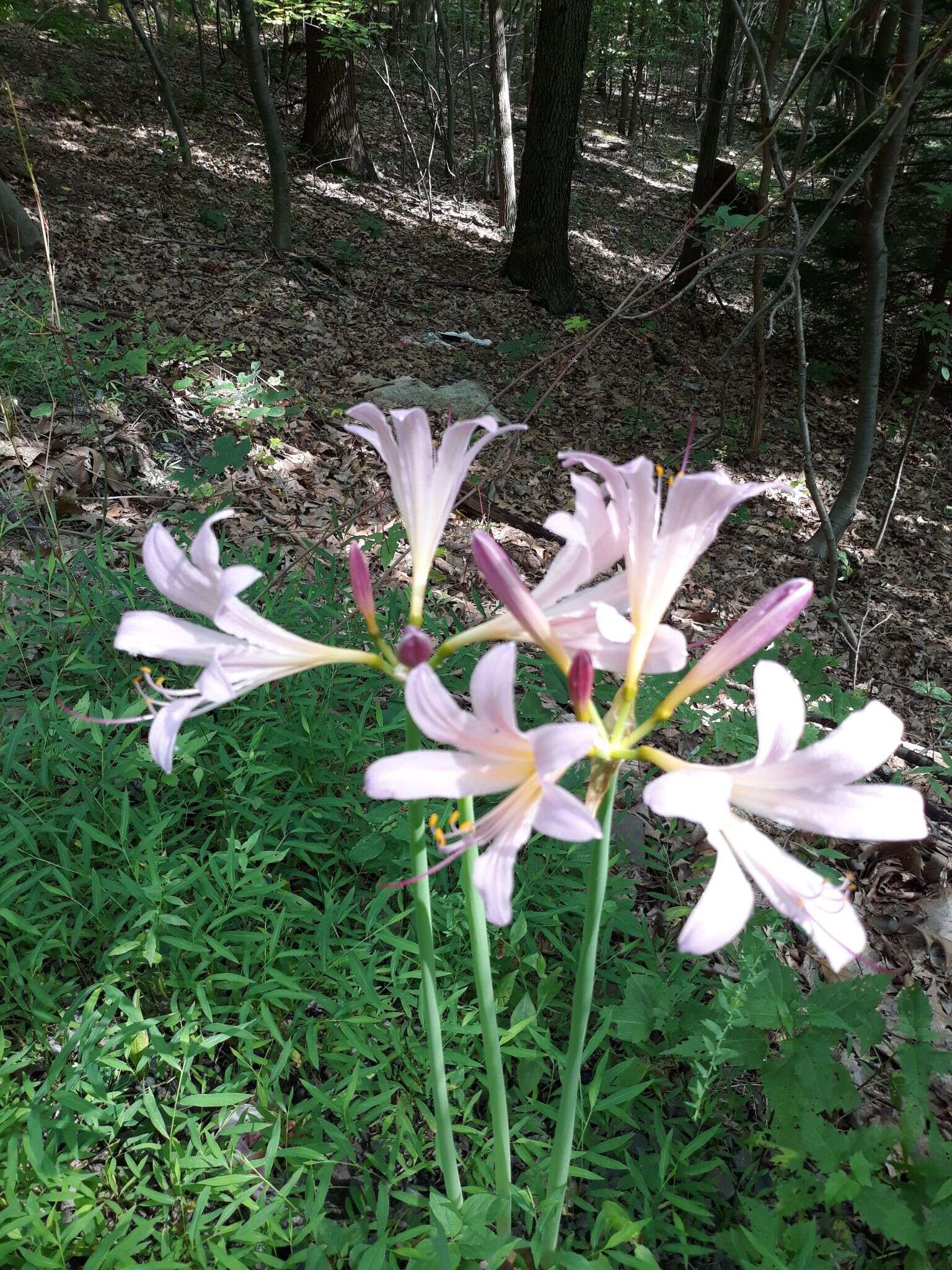 Image of resurrection lily