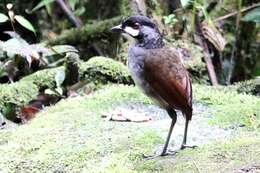 Image of Jocotoco Antpitta