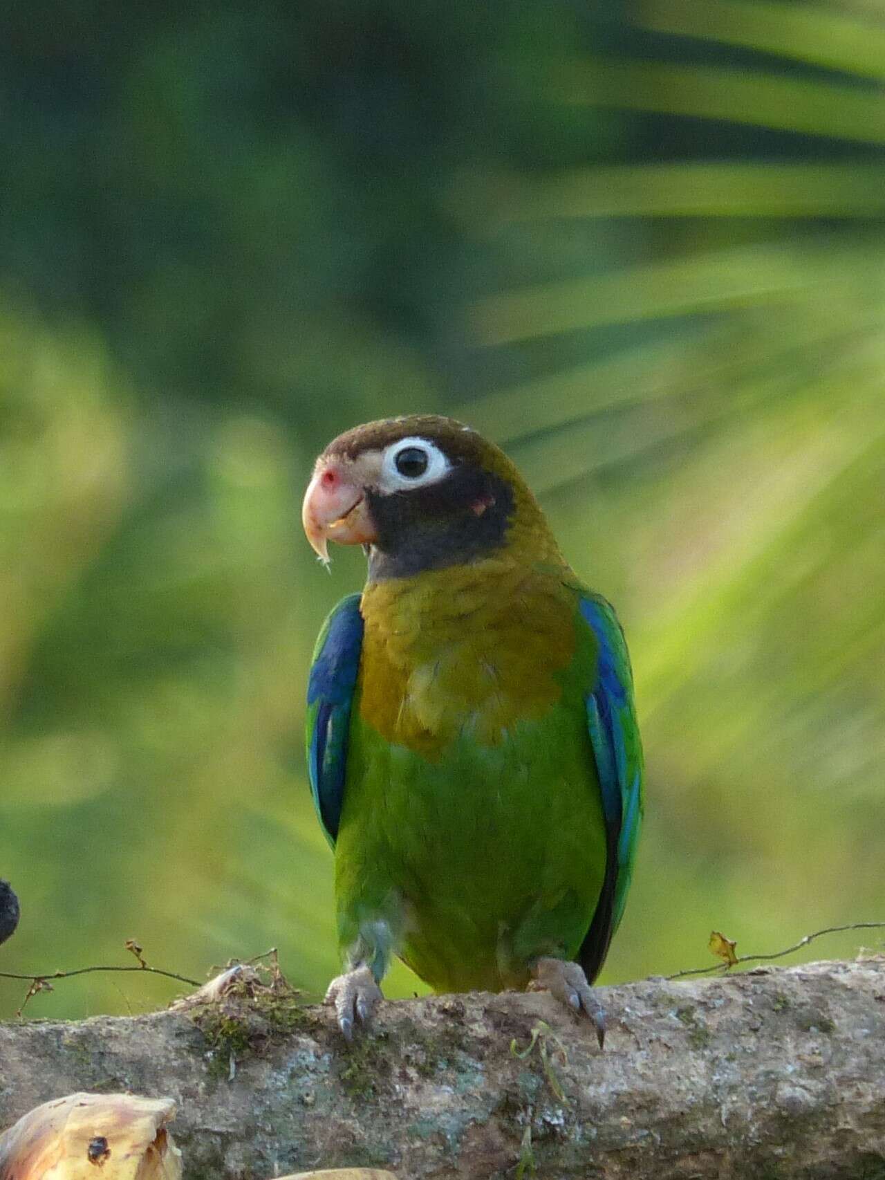 Image of Brown-hooded Parrot