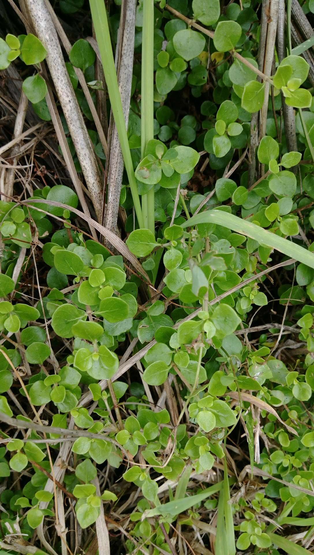 Image of Coprosma neglecta Cheeseman