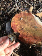 Image of Liver Bolete