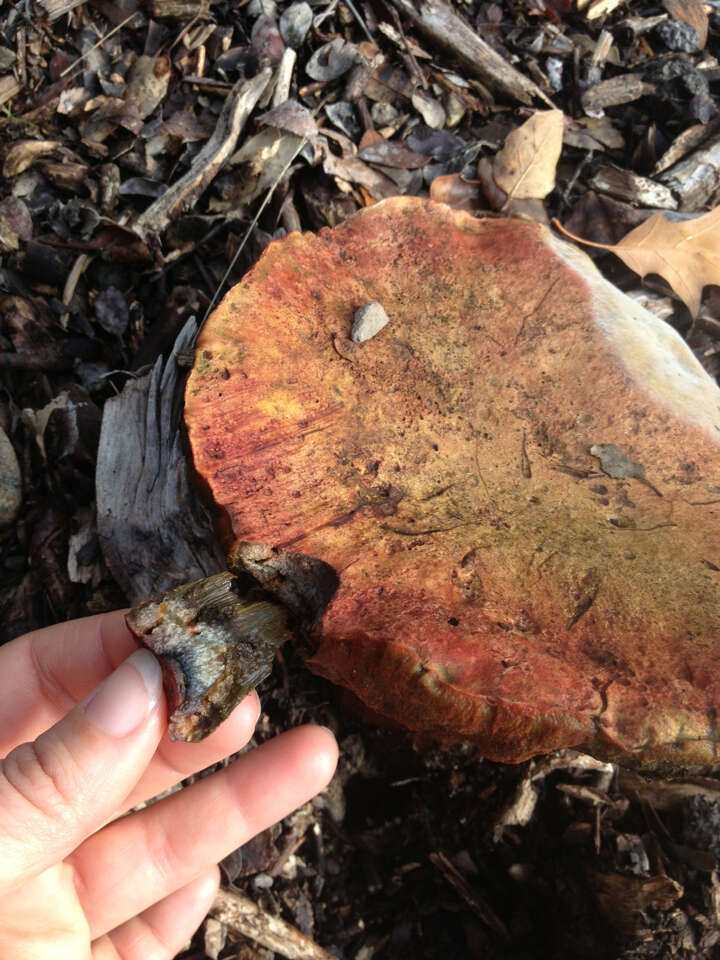 Image of Liver Bolete