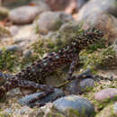 Image of Phuwua Rock Agama