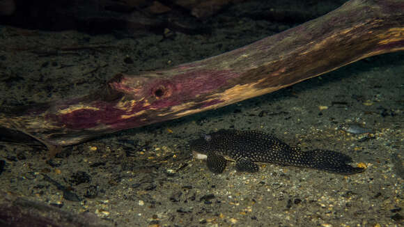 Imagem de Hypostomus delimai Zawadzki, de Oliveira & Debona 2013