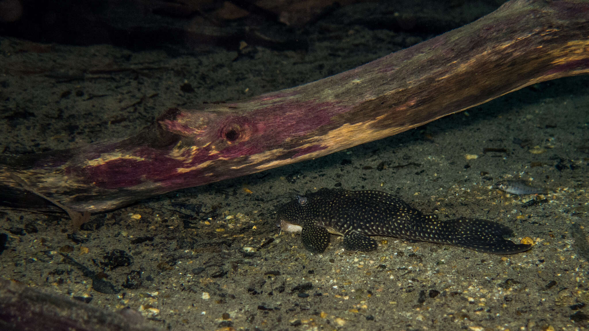 Hypostomus delimai Zawadzki, de Oliveira & Debona 2013的圖片