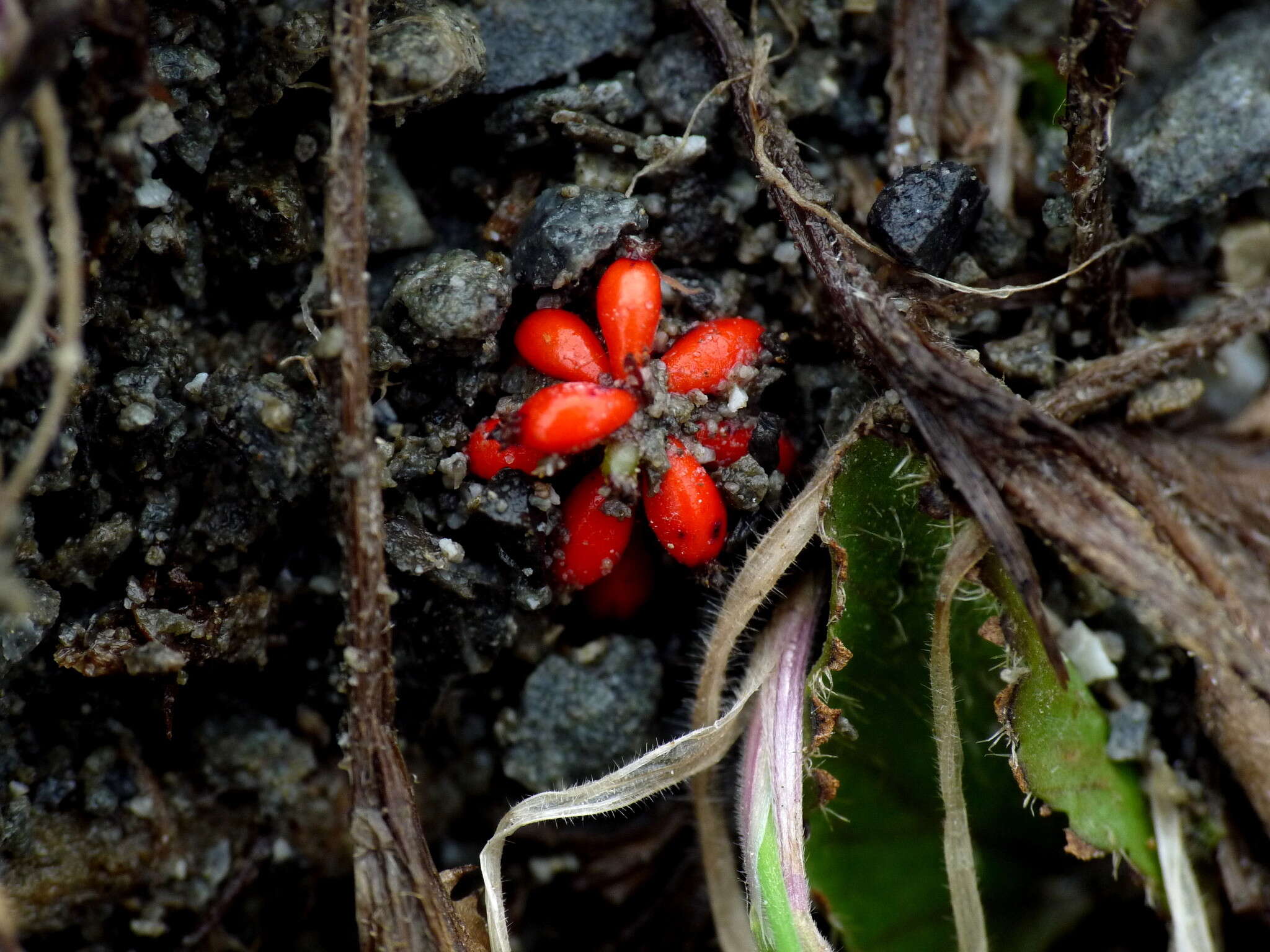 Image of Gunnera densiflora Hook. fil.