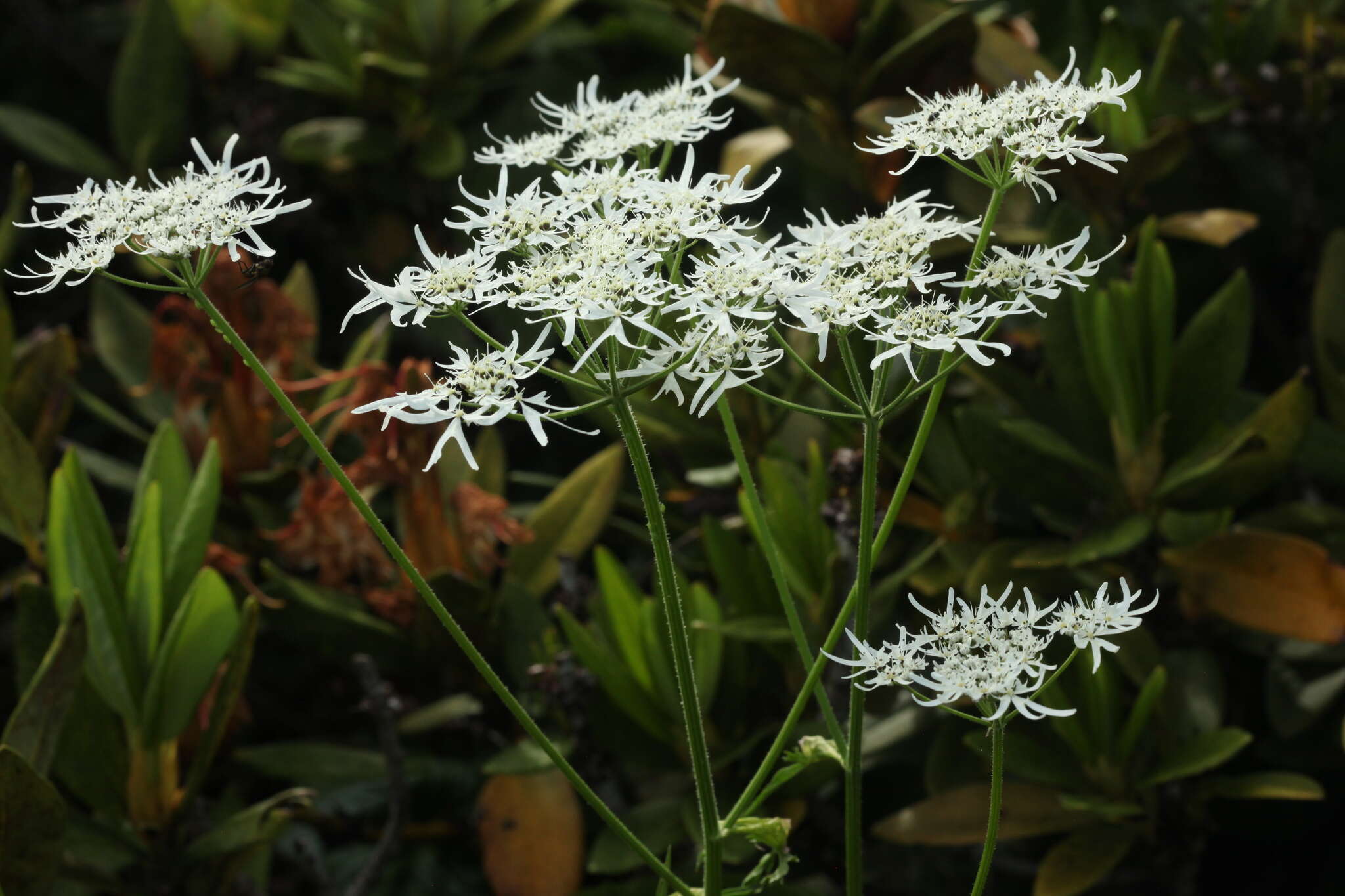 صورة Heracleum apiifolium Boiss.