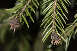 Image of Larch Adelges