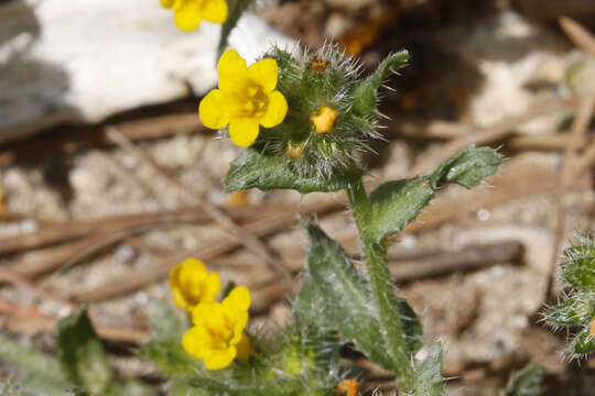 Слика од Amsinckia tessellata A. Gray