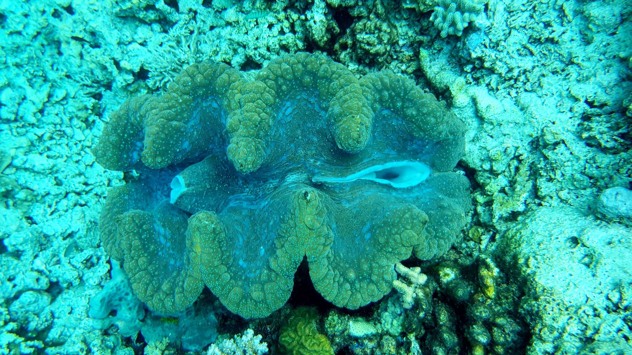 Image of Giant Clam
