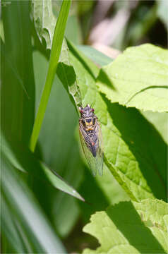 Image of Tettigetta