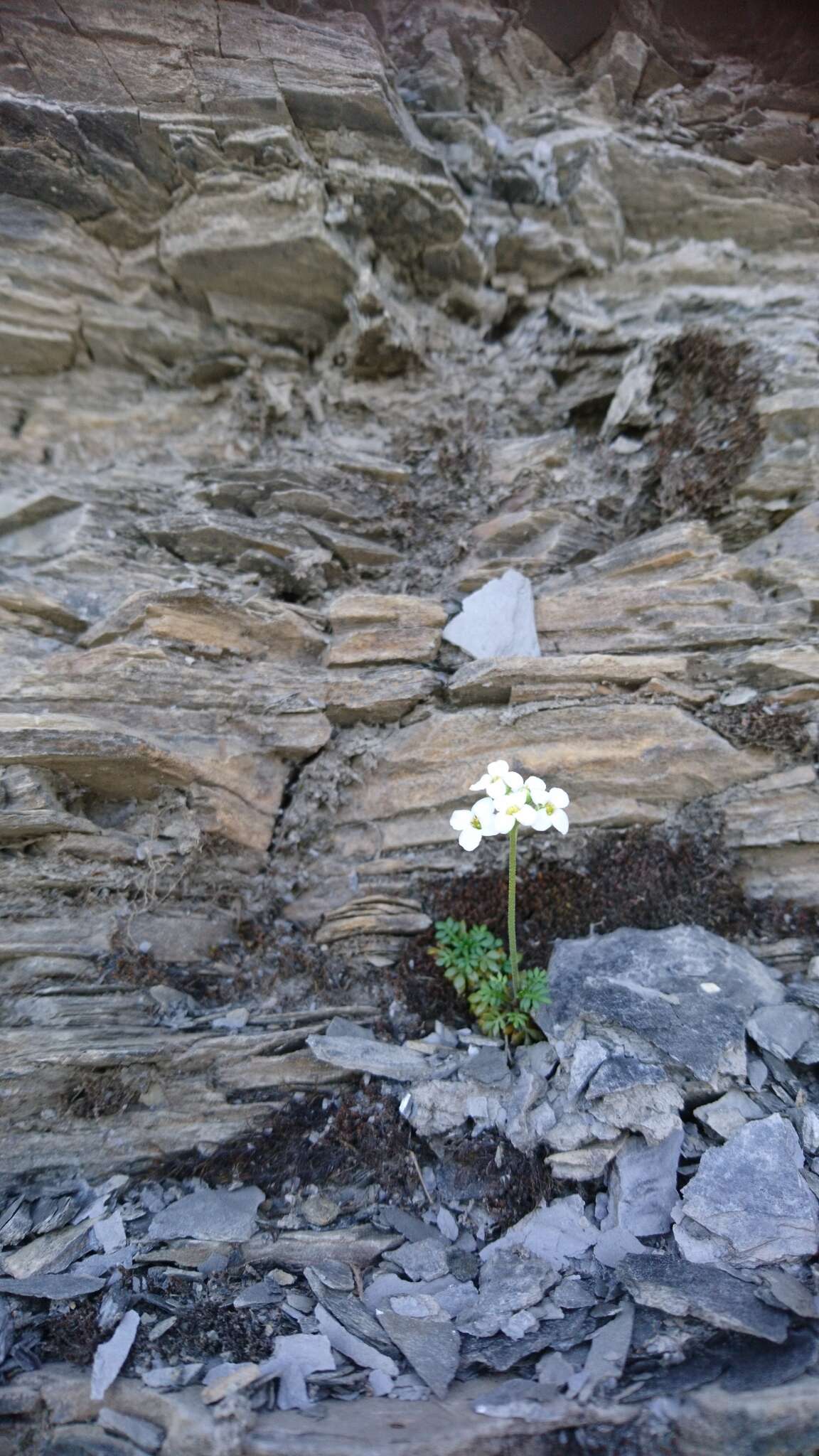 Image of alpine hutchinsia