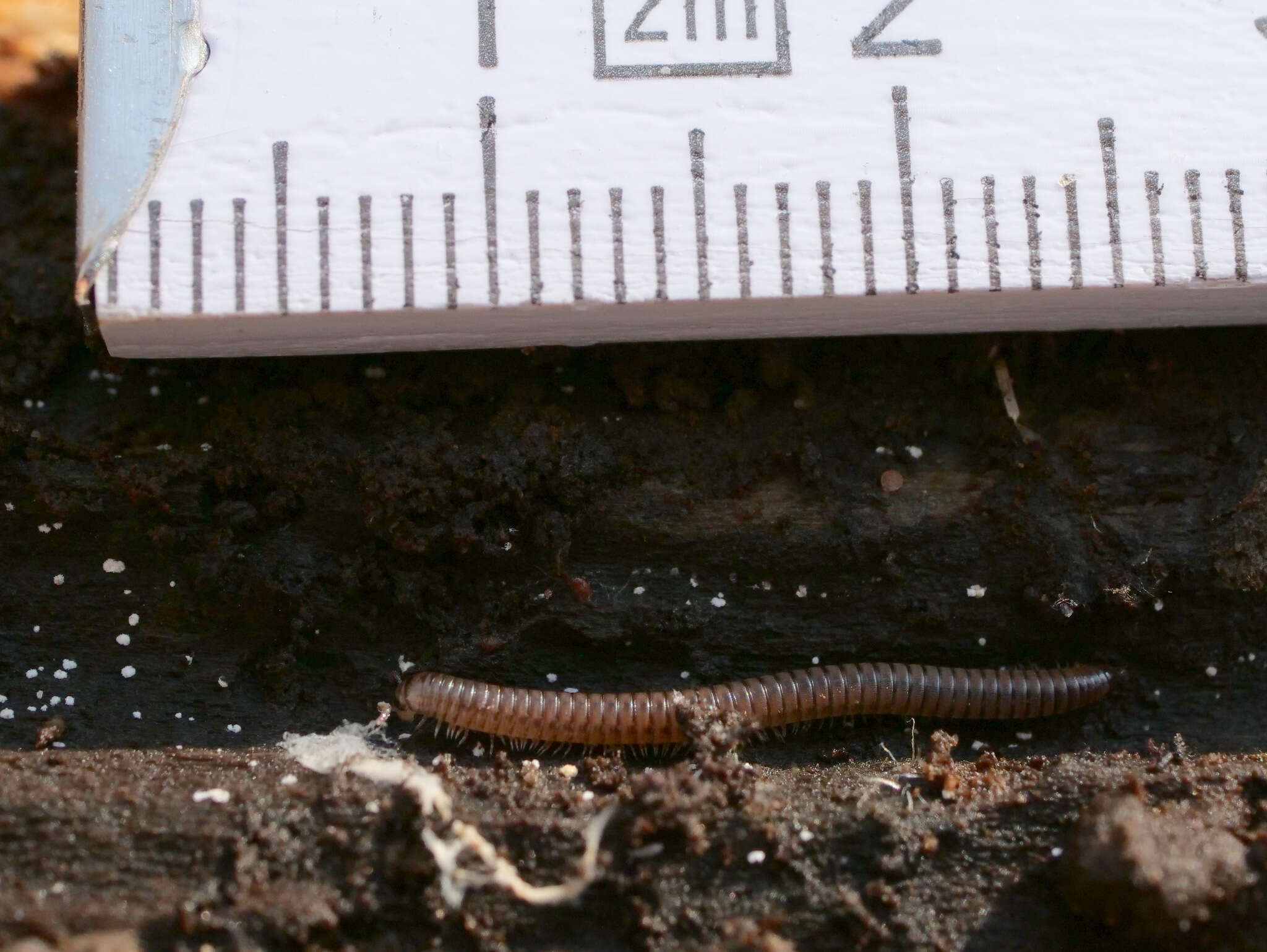 Image of Blunt-tailed Snake Millipede