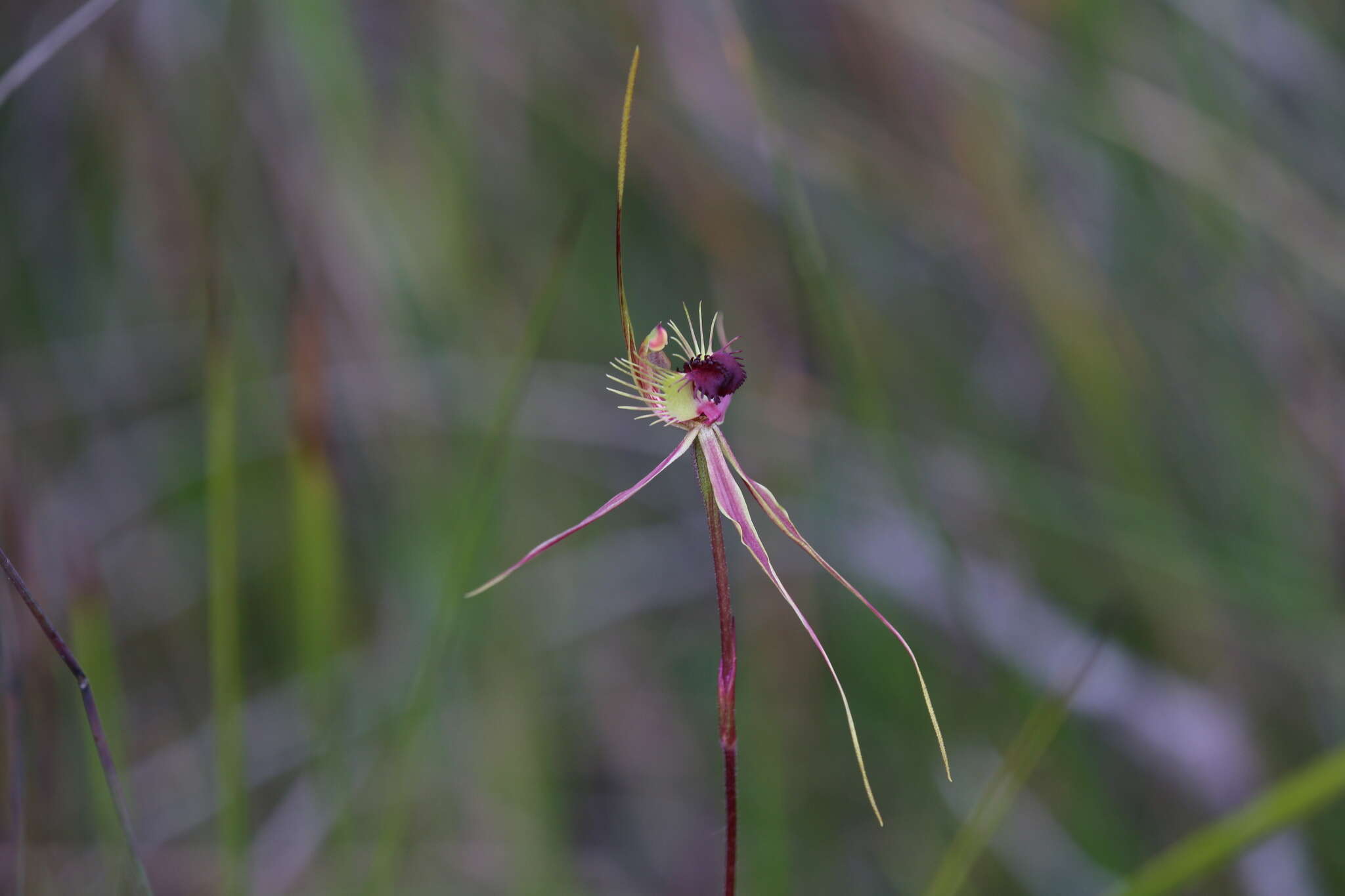 Image of Ray spider orchid