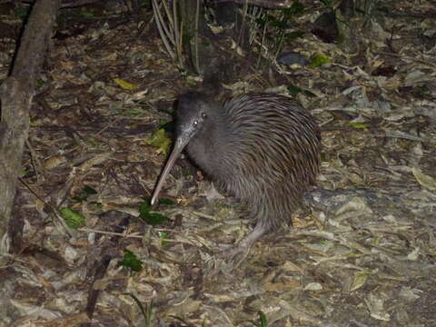 Image of Okarito Brown Kiwi