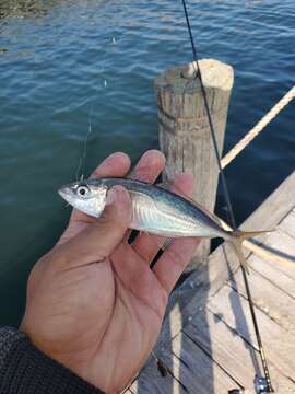 Image of Horse Mackerel