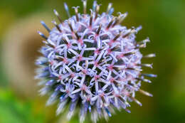 Image of Echinops bannaticus Rochel ex Schrad.