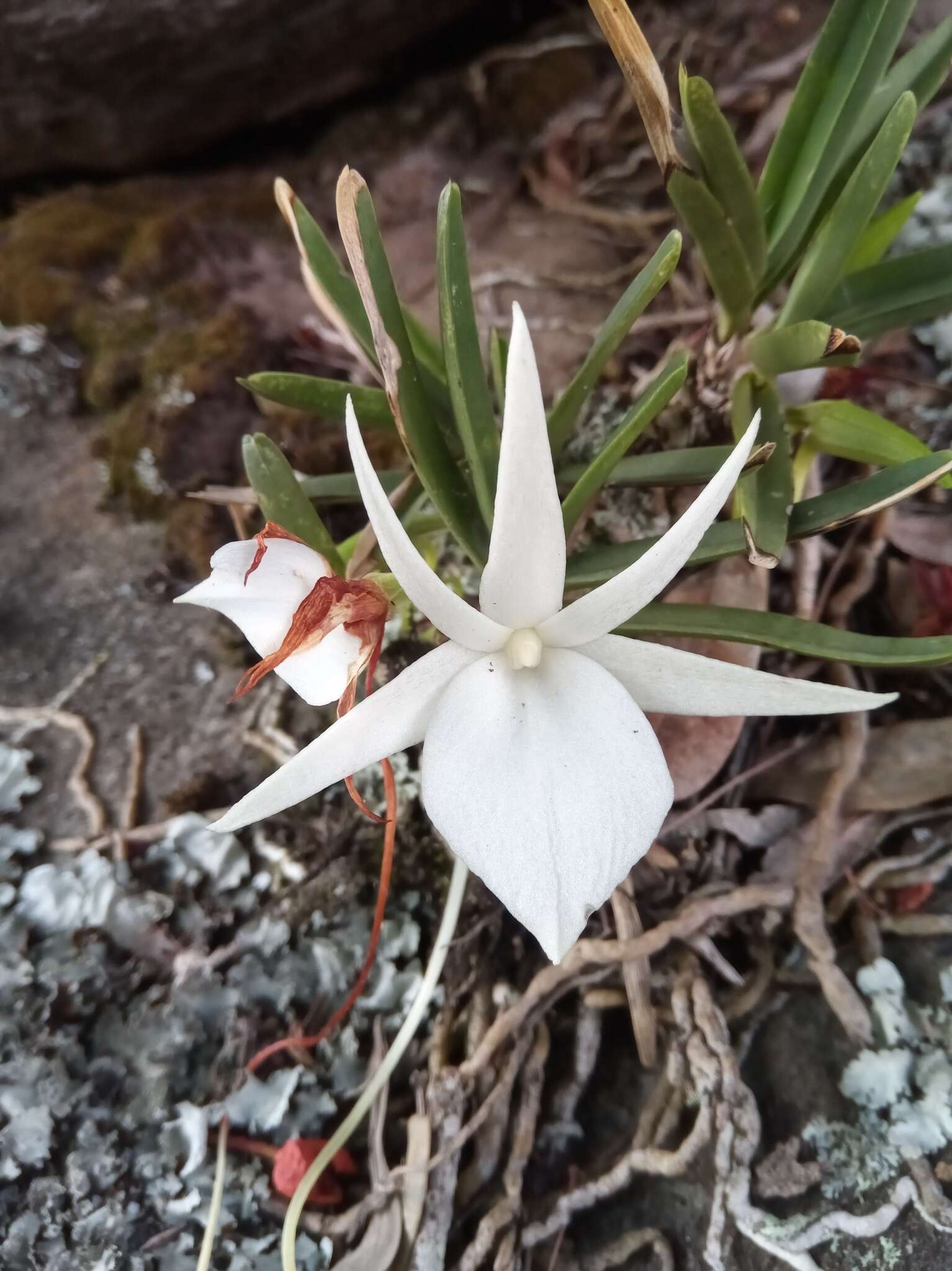 Imagem de Angraecum rutenbergianum Kraenzl.