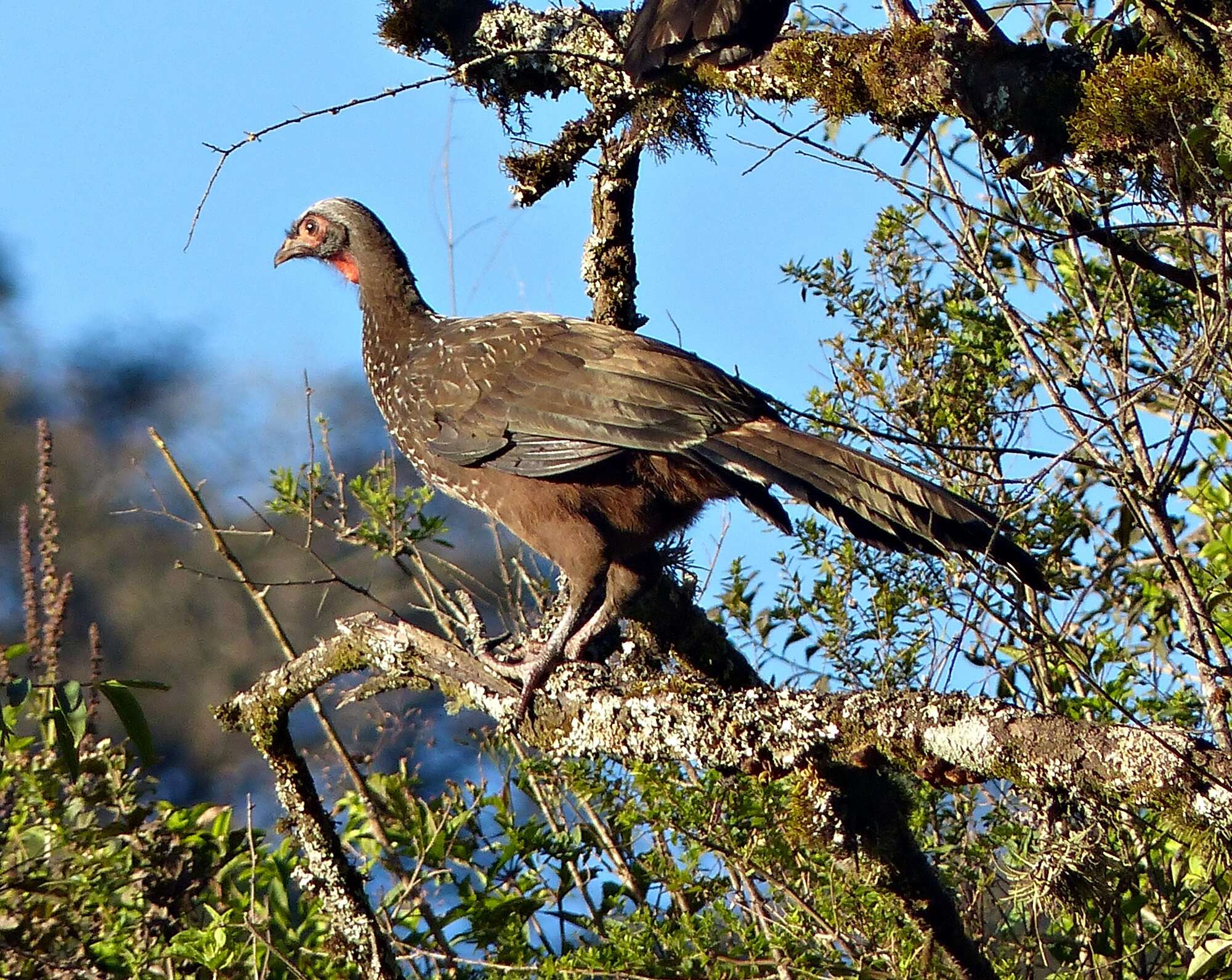 Image of Red-faced Guan